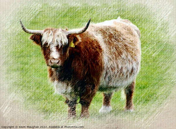 Highland Cow (Pastel Digital Art) Picture Board by Kevin Maughan