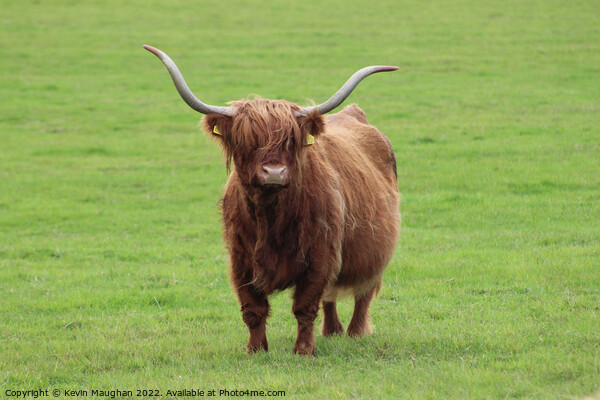 Majestic Highland Cow in Northumberland Picture Board by Kevin Maughan