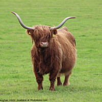 Buy canvas prints of Majestic Highland Cow in Northumberland by Kevin Maughan