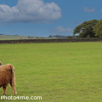 Buy canvas prints of Highland Cows (Panoramic)  by Kevin Maughan
