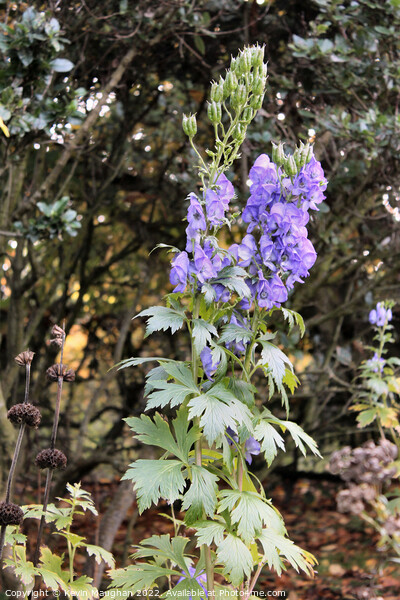 Late-Blooming Beauty: The Chinese Aconite Picture Board by Kevin Maughan
