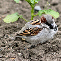 Buy canvas prints of Delicate Beauty: House Sparrow by Kevin Maughan
