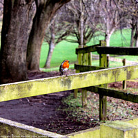 Buy canvas prints of A Lonely Robin by Kevin Maughan