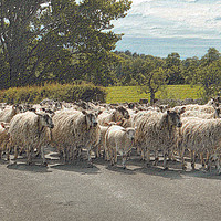 Buy canvas prints of Sheep Round Up Time                       by Kevin Maughan