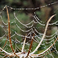 Buy canvas prints of Spiders Web by Kevin Maughan