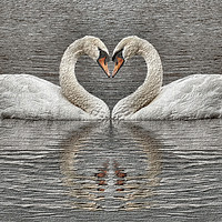 Buy canvas prints of Swans Heart To Heart Sketch Style Drawing by Kevin Maughan