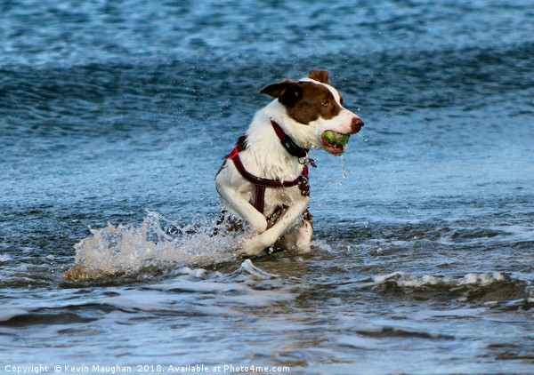 Fetch The Ball Picture Board by Kevin Maughan