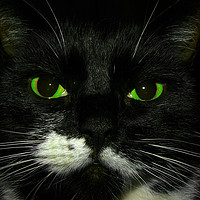 Buy canvas prints of Green Cats Eyes by Kevin Maughan