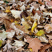 Buy canvas prints of Autumn Leaves On The Ground by Kevin Maughan