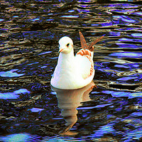 Buy canvas prints of Bird On The River Wansbeck At Morpeth  by Kevin Maughan