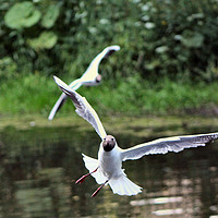 Buy canvas prints of Black Head Gull In Flight At Morpeth by Kevin Maughan