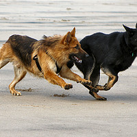 Buy canvas prints of Dogs At Play by Kevin Maughan