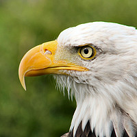 Buy canvas prints of Intense Gaze of the Bald Eagle by Kevin Maughan