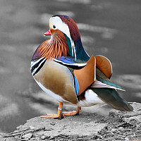Buy canvas prints of Mandarin Duck by Kevin Maughan