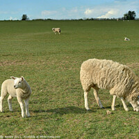 Buy canvas prints of Mother Sheep and Lamb in Field by Philip Brown