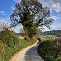 Buy canvas prints of English country lane with large Tree in Wig Wig Shropshire by Philip Brown