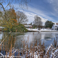Buy canvas prints of Badger in Winters Snow - Panorama by Philip Brown