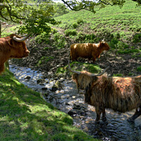 Buy canvas prints of A herd of Highland Cattle in a Stream by Philip Brown