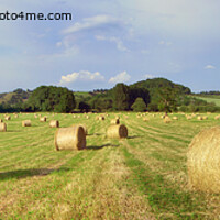 Buy canvas prints of Bails of Hay in a field on a summers day, UK - Panorama by Philip Brown