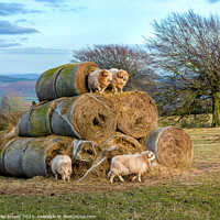 Buy canvas prints of Horned Sheep playing on a stack of bails of Hay by Philip Brown