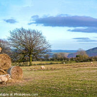Buy canvas prints of Horned Sheep playing on Stack of Bails of Hay in S by Philip Brown