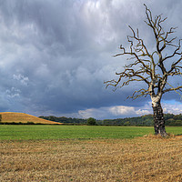 Buy canvas prints of Tree hit by lightning in Shropshire by Philip Brown