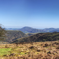 Buy canvas prints of The Lonely Tree of The Long Mynd in Shropshire by Philip Brown