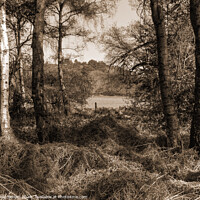 Buy canvas prints of The Shapes of Nature - Sepia Version by Philip Brown