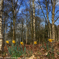 Buy canvas prints of Daffodils in Woods by Philip Brown