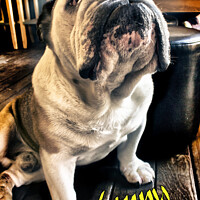 Buy canvas prints of Lenny the Bulldog sitting in a Pub, Colour Version by Philip Brown