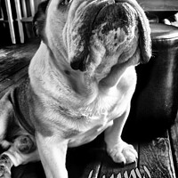 Buy canvas prints of Lenny the Bulldog sitting in a Pub, B&W Version by Philip Brown