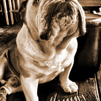 Buy canvas prints of Lenny the Bulldog sitting in a Pub, Sepia Version by Philip Brown