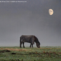 Buy canvas prints of Horse in Misty Field with Moon by Philip Brown