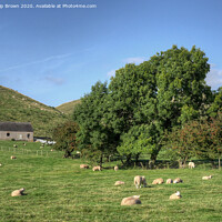 Buy canvas prints of A Lush English Meadow with grazing Sheep by Philip Brown