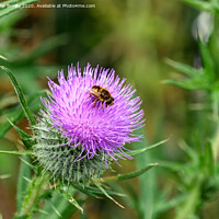 Buy canvas prints of A Hover Fly on the magnificent Spear Thistle by Philip Brown