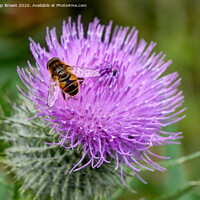 Buy canvas prints of A Hover Fly on the magnificent Spear Thistle 2 by Philip Brown