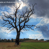 Buy canvas prints of The Lonely Tree - Panorama 2 by Philip Brown