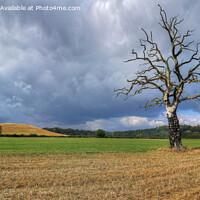 Buy canvas prints of The Lonely Tree - Panorama 1 by Philip Brown