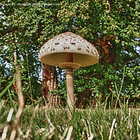Buy canvas prints of Parasol Fungi, Mushroom by Philip Brown