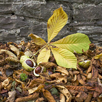 Buy canvas prints of A Fallen Conkers in Autumn Colours by Philip Brown