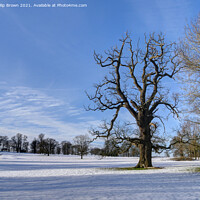 Buy canvas prints of Tree in Winters Snow by Philip Brown