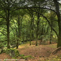 Buy canvas prints of Coed-Y-Brennin Forest, Dolgellau, Wales by Philip Brown