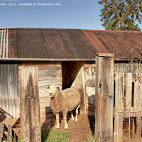 Buy canvas prints of An Old Apple Orchard with a Pet sheep by hut by Philip Brown