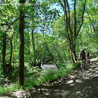 Buy canvas prints of Bike Riders in the Wyre Forrest - Panorama by Philip Brown