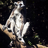 Buy canvas prints of Lemurs of Madagascar, Ring Tailed Lemurs (y.d) by yeshaya dinerstein