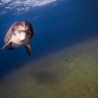 Buy canvas prints of One Dolphin swimming in the Red Sea, Eilat Israel  by yeshaya dinerstein