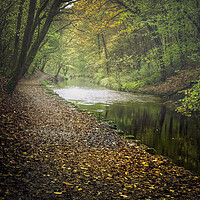 Buy canvas prints of Eller Beck and Skipton Castle Woods by David Brookens
