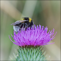 Buy canvas prints of The Pollinator by Philip Gott