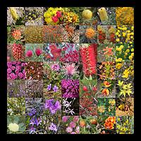 Buy canvas prints of Collection of Western Australian wildflowers by Ines Porada