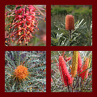 Buy canvas prints of Collection of Australian Proteaceae flowers by Ines Porada
